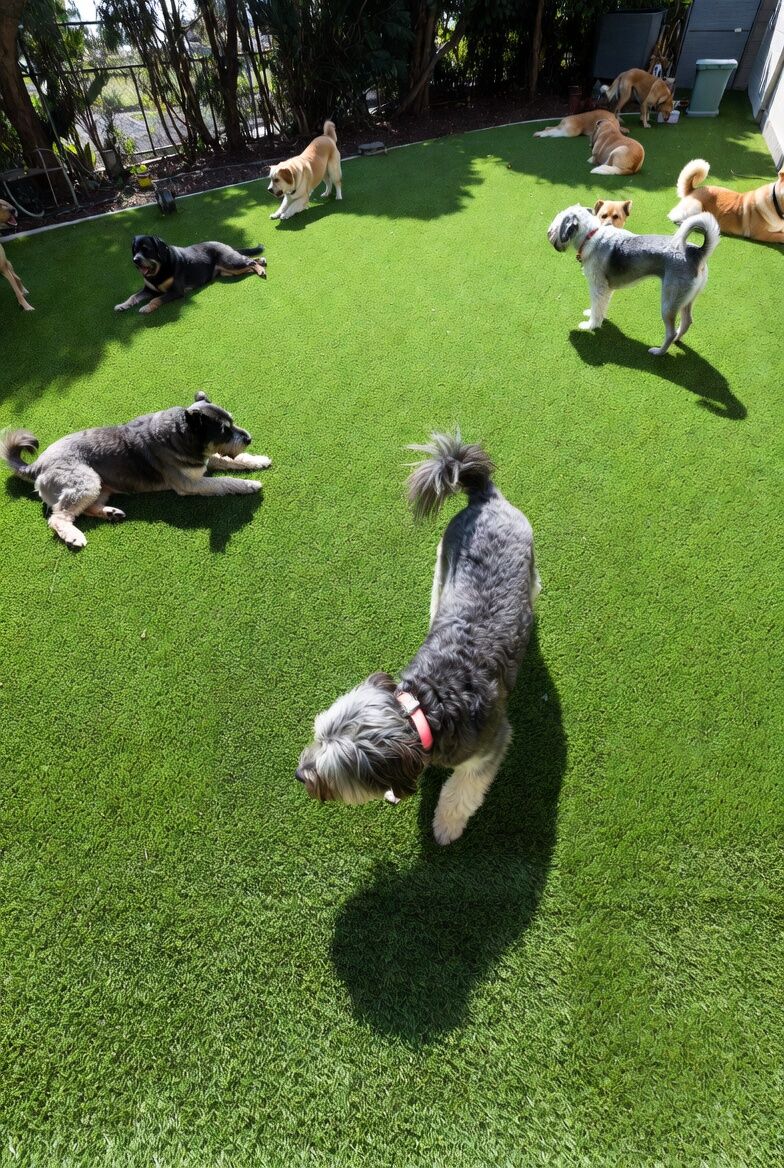 Dogs playing on daycare turf
