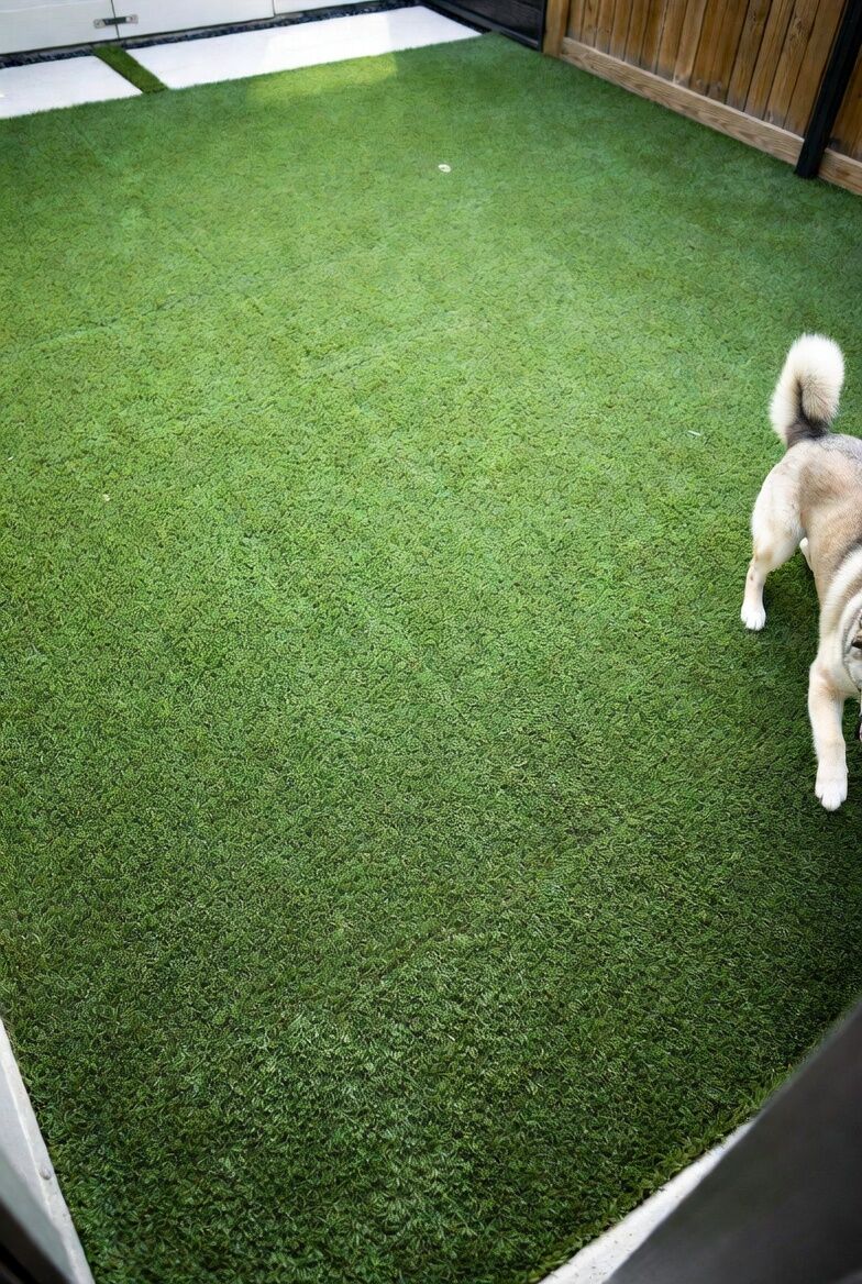 Husky on Kennel Turf