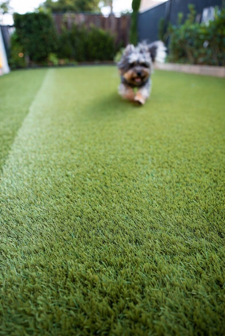 Yorkie running on pet turf